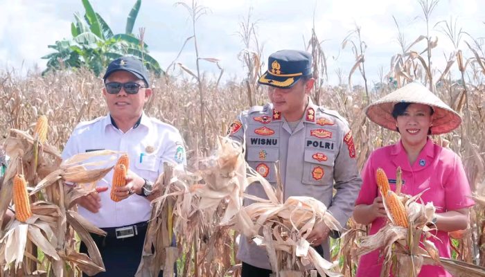 Pj Sekda Bombana Apresiasi Kapolres Lewat Aksi Panen Jagung di Lantari Jaya