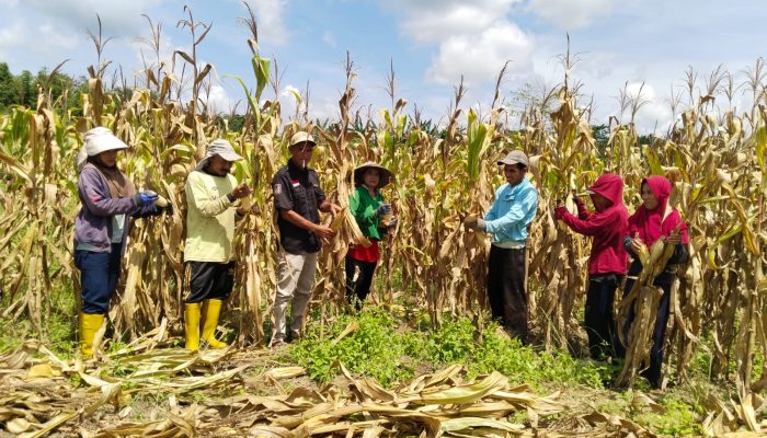 Dukung Swasembada Pangan, Polsek Rarowatu dan Warga Desa Lamuru Panen 5 Ton Jagung