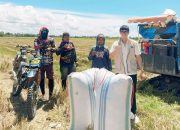 Serapan Gabah Capai 82,50 Persen, Bulog Bombana Optimis Target Tahunan Tercapai