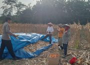 Bhabinkamtibmas Bombana Hadir di Tengah Petani, Serapan Jagung Capai Harga Stabil Rp5.700 per Kg