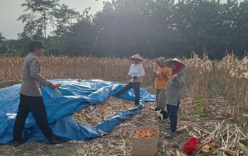 Bhabinkamtibmas Bombana Hadir di Tengah Petani, Serapan Jagung Capai Harga Stabil Rp5.700 per Kg