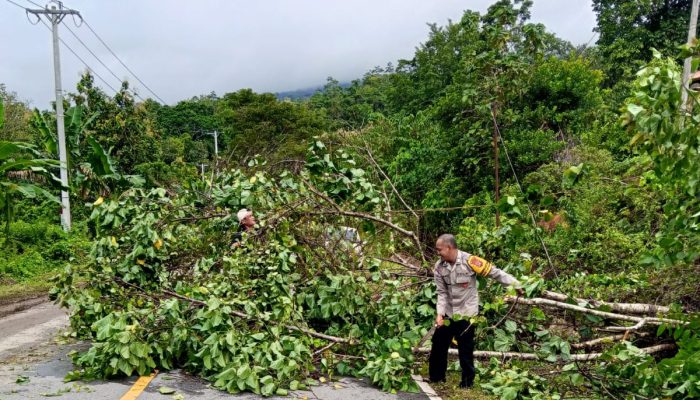 Polisi Sigap Tangani Pohon Tumbang Akibat Hujan Deras di Rarowatu