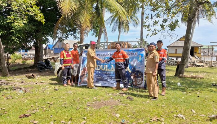 PT TIM Salurkan 15 Ekor Sapi Kurban di Kabaena, Tegaskan Komitmen Sosial di Lingkar Tambang