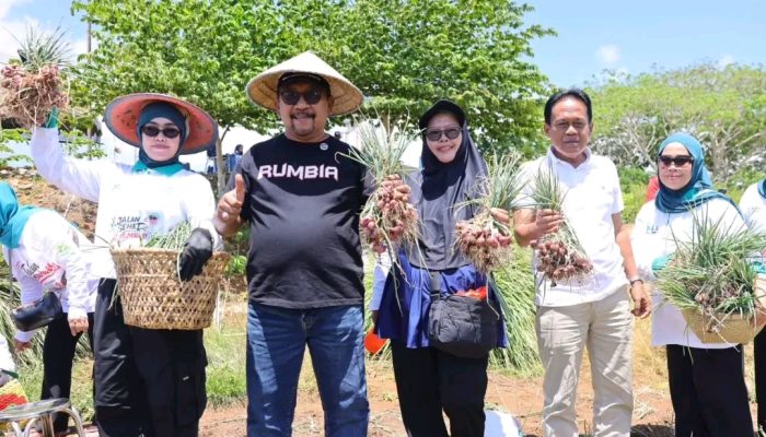 Bupati Bombana Panen Perdana Bawang Merah, Hasil Capai 9-12 Umbi per Tanaman