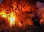 50 Hektare Lahan di Kabaena Terbakar di Puncak Gunung Katopi, Petugas Padamkan Api Pakai Ranting