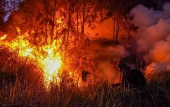 50 Hektare Lahan di Kabaena Terbakar di Puncak Gunung Katopi, Petugas Padamkan Api Pakai Ranting