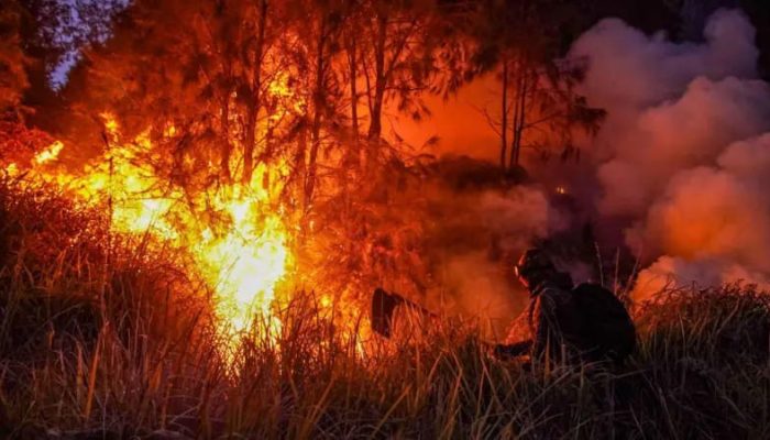 50 Hektare Lahan di Kabaena Terbakar di Puncak Gunung Katopi, Petugas Padamkan Api Pakai Ranting