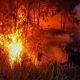 50 Hektare Lahan di Kabaena Terbakar di Puncak Gunung Katopi, Petugas Padamkan Api Pakai Ranting