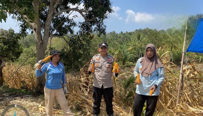 Bhabinkamtibmas Dampingi Panen Jagung di Tetehaka Bombana, Hasil Diprediksi 8 Ton